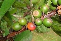 قهوه لیبریا